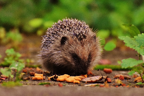 Nature prickly animal cute Photo