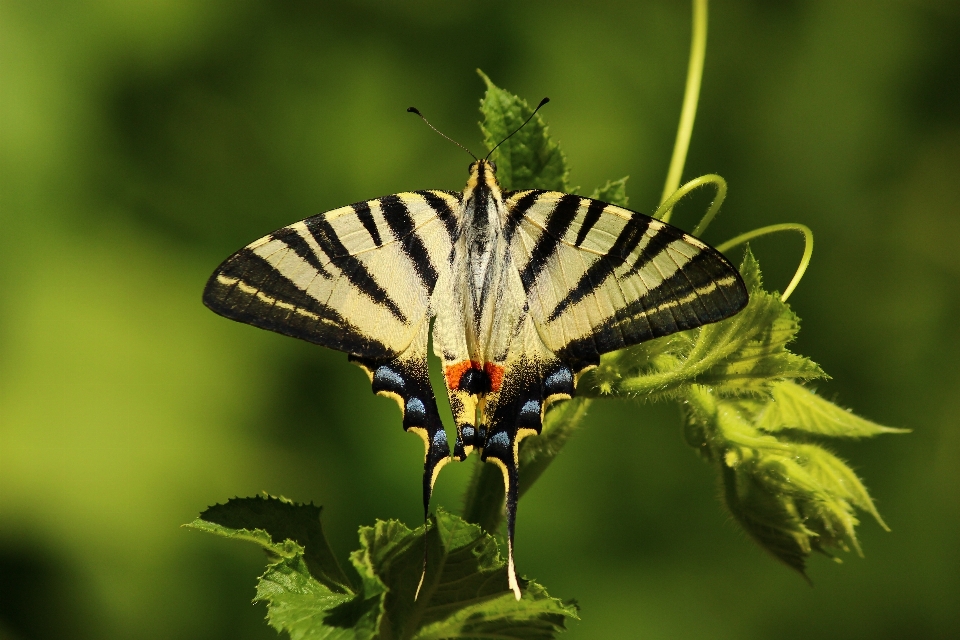 Natura ala fotografia foglia