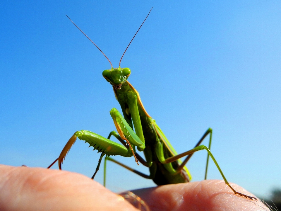 Natura verde insetto fauna