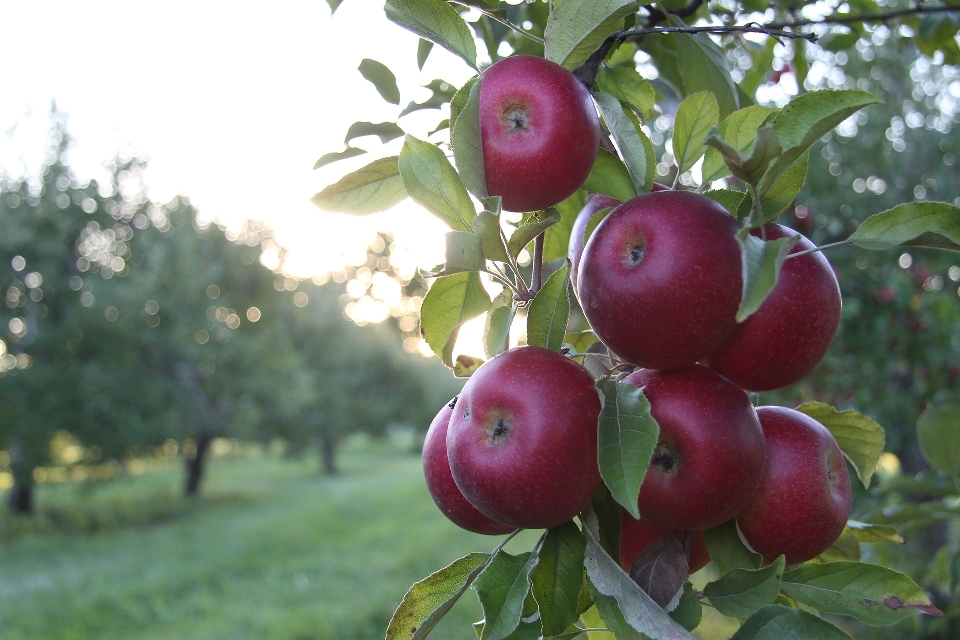 Apple albero natura ramo