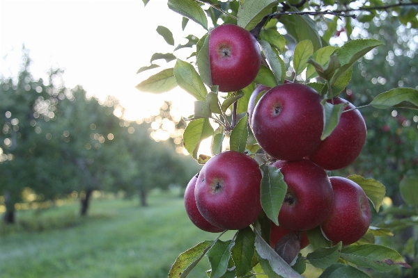 Apple tree nature branch Photo