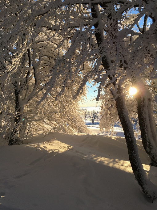 树 森林 分支 雪