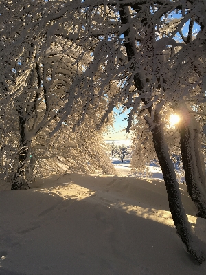 木 森 ブランチ 雪 写真