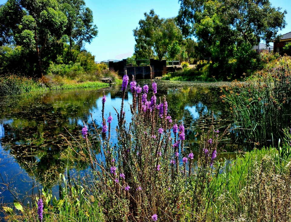 árvore água natureza pântano