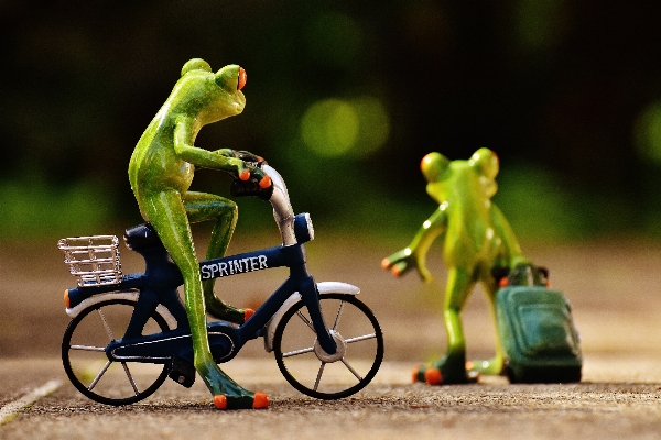 Sweet bicycle bike animal Photo