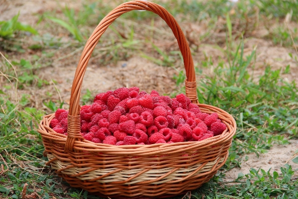 Branch plant raspberry fruit Photo