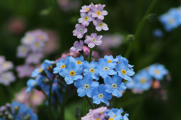 Nature blossom plant flower Photo