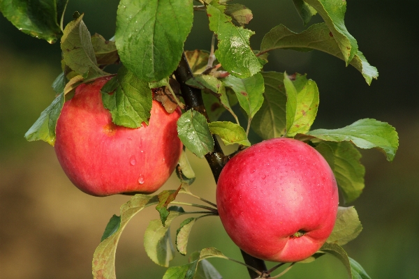 Apple branch plant fruit Photo