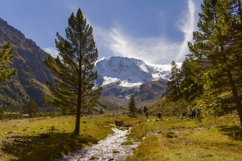 Paesaggio albero acqua natura