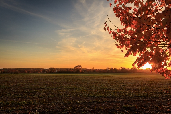 Tree nature forest horizon Photo