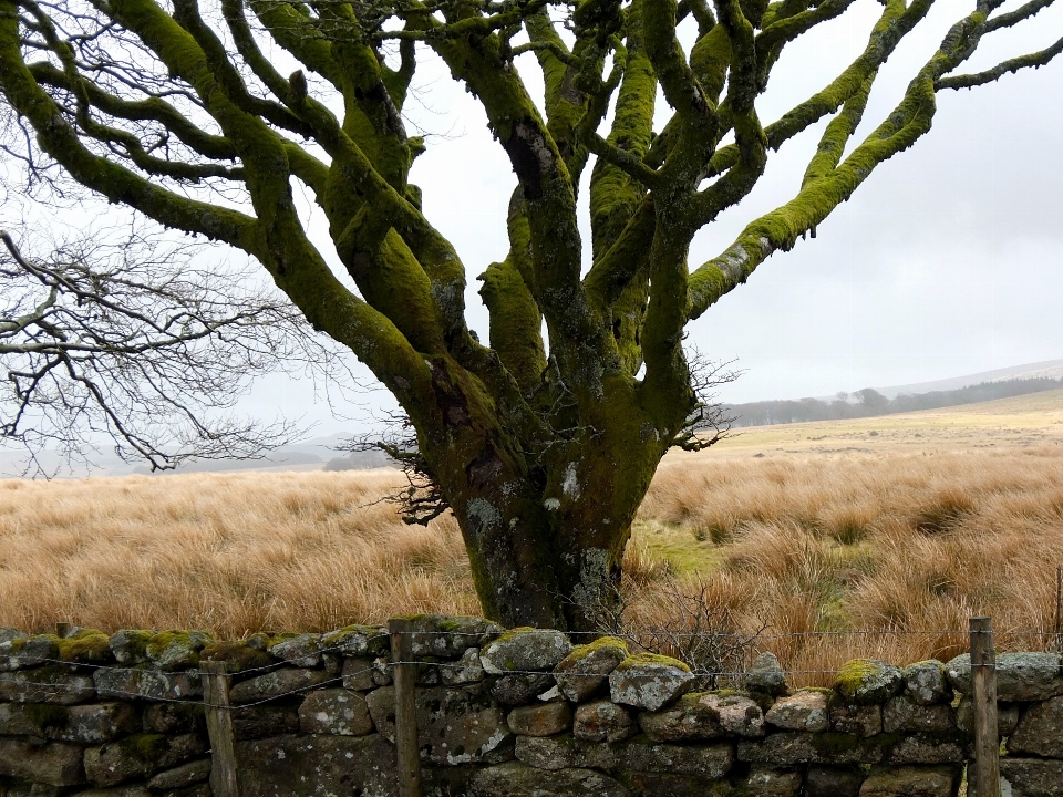 Landscape tree nature branch