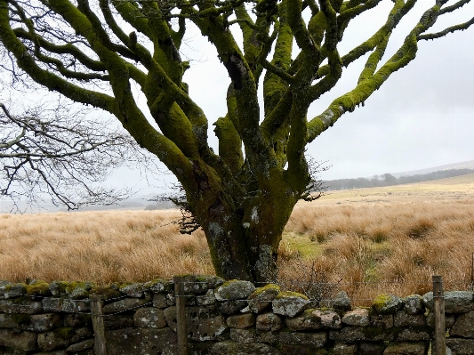 Landscape tree nature branch Photo