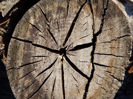 Tree plant wood wheel Photo