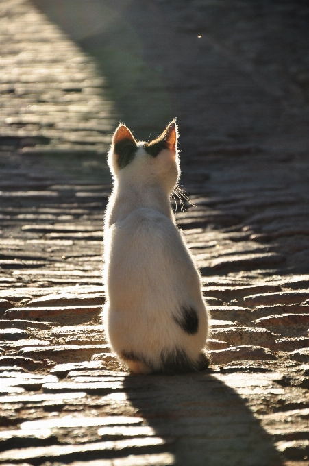 Luz solar animal animais selvagens gatinho