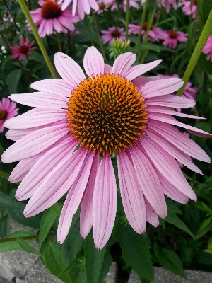 植物 花 花弁 デイジー 写真