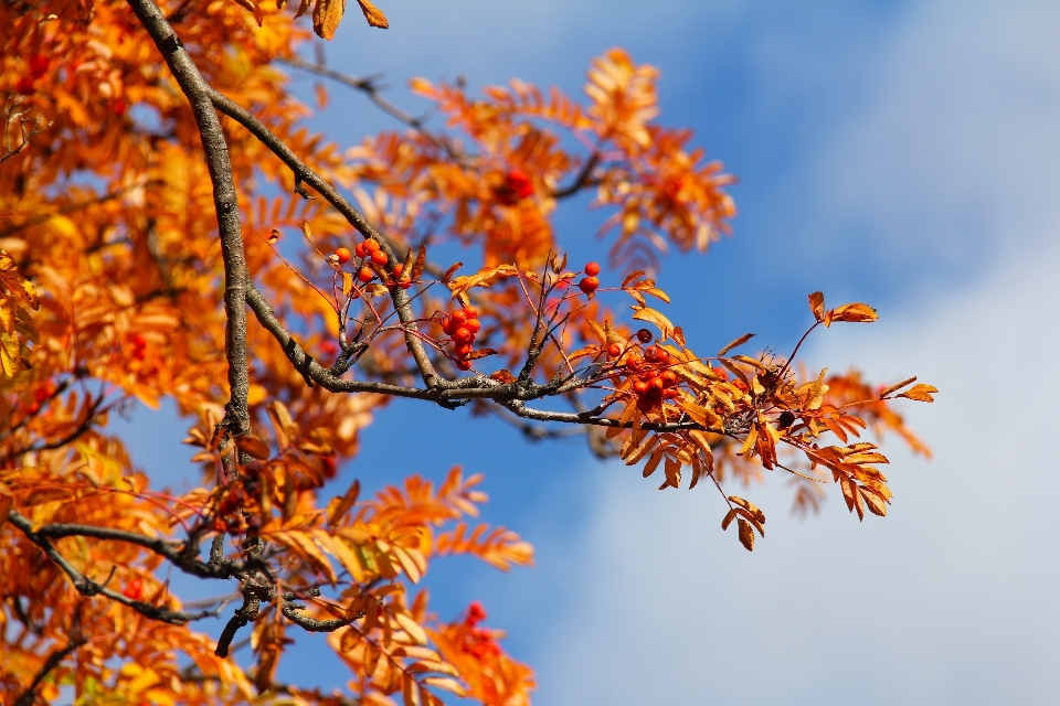 Albero natura ramo fiore