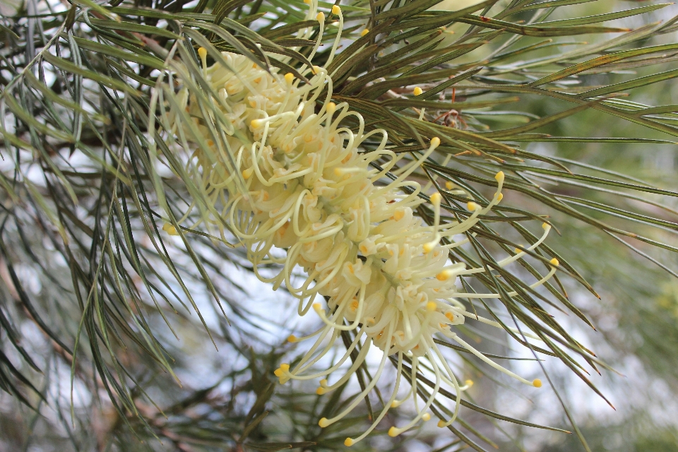 árvore natureza filial plantar