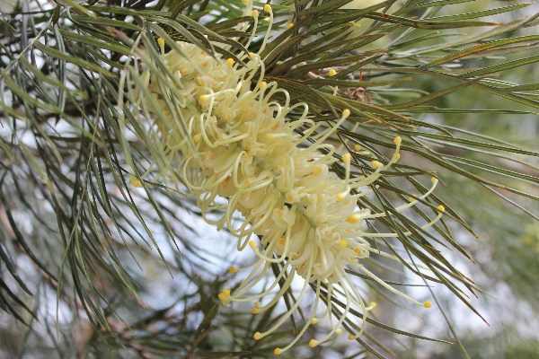 Tree nature branch plant Photo