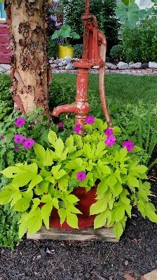 植物 草地 叶子 花 照片