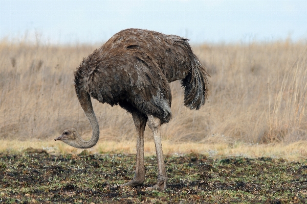 Bird prairie game female Photo