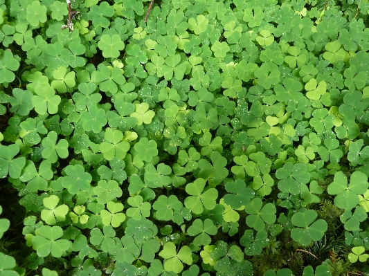 Nature plant leaf flower Photo