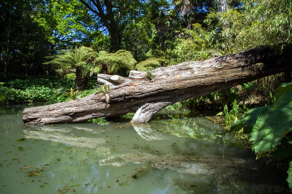 Tree water nature forest