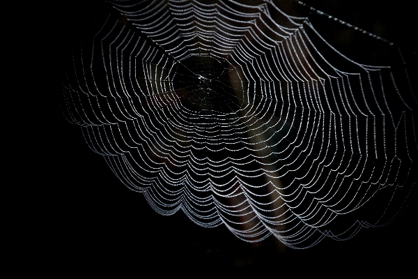 Foto Natureza asa preto e branco
 linha