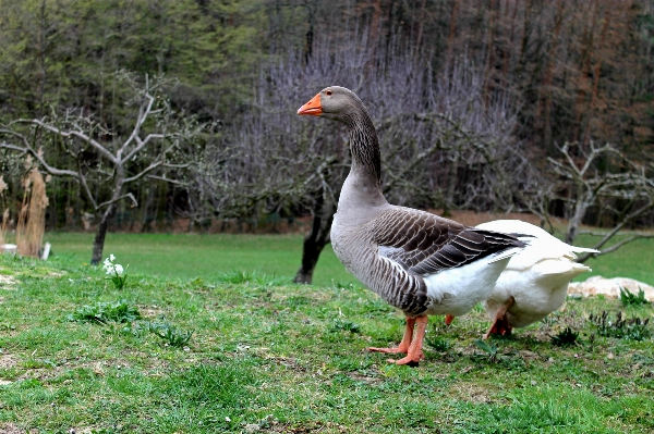 Nature bird wing animal Photo