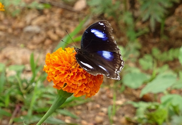 Nature outdoor wing plant Photo