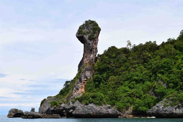 Foto Laut pesisir pohon rock