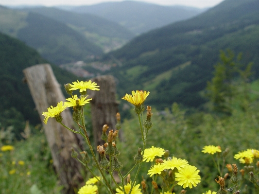 Landscape nature grass mountain Photo