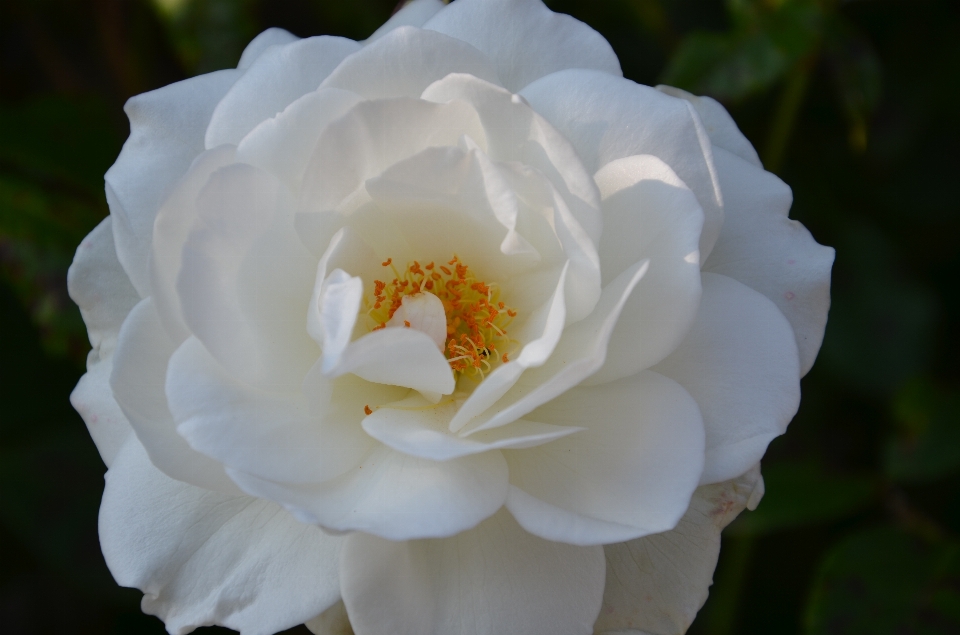 Blossom plant white flower