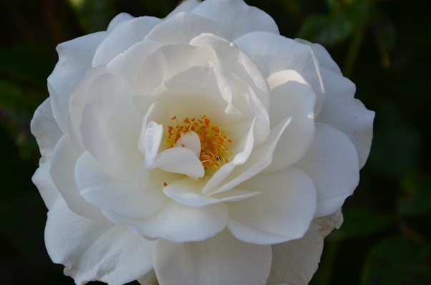 Blossom plant white flower Photo