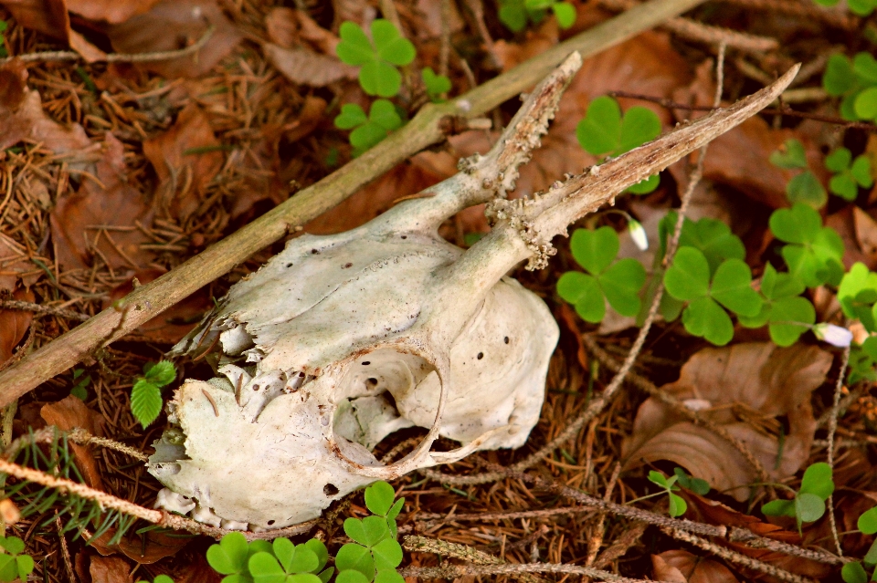 Alam hutan cabang daun