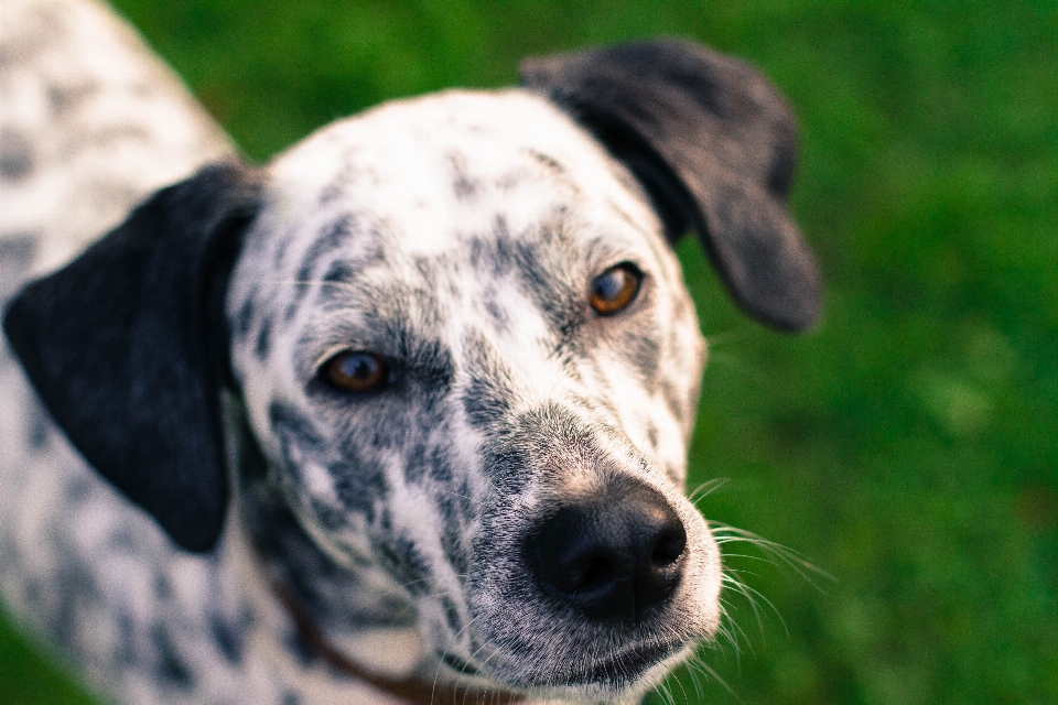 Siyah ve beyaz
 köpek yavrusu vesika