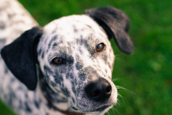 Foto Bianco e nero
 cucciolo cane ritratto