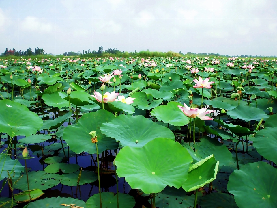 Natura pianta campo foglia