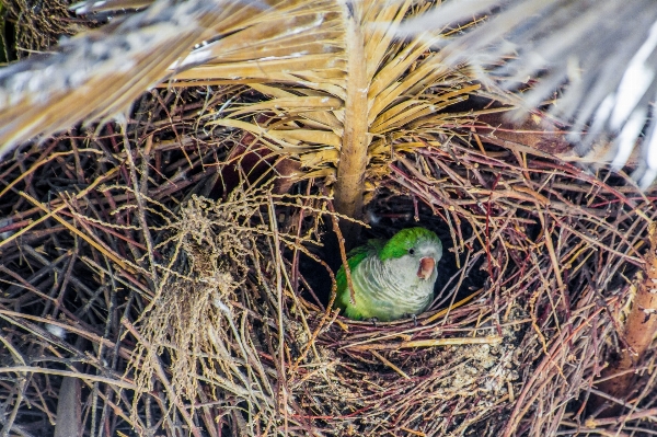 木 草 ブランチ 鳥 写真