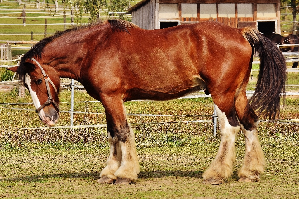 Prato
 animale pascolo
 cavallo