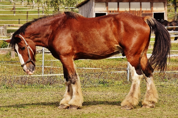 Meadow animal pasture grazing Photo