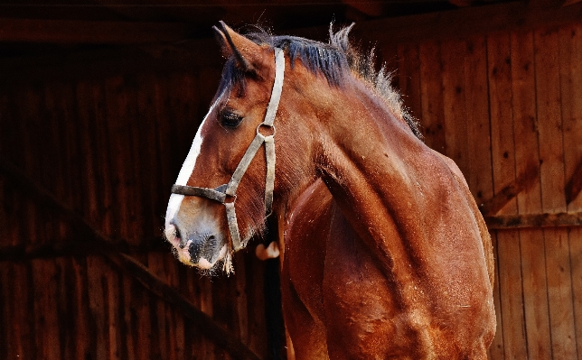 Meadow animal horse rein Photo