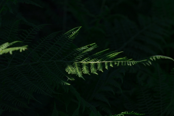 Foto Alam hutan cabang tanaman