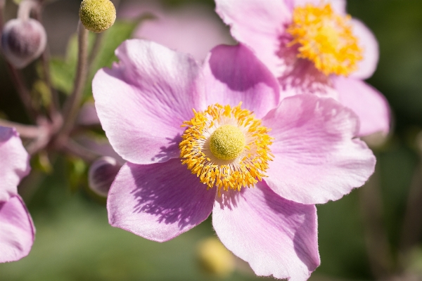 Nature blossom plant flower Photo