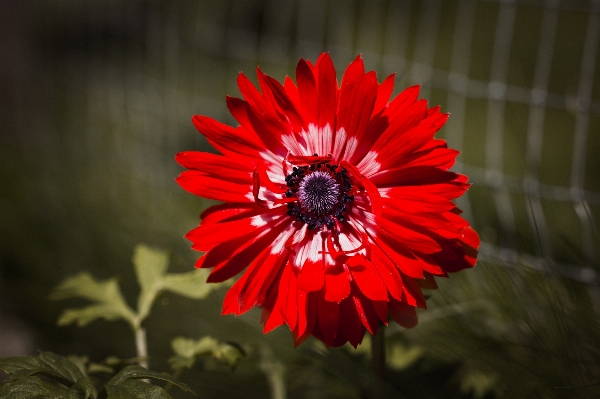 Blossom plant flower petal Photo