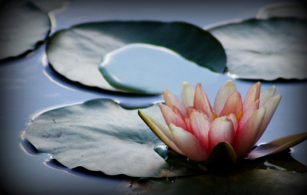 Water nature blossom plant Photo