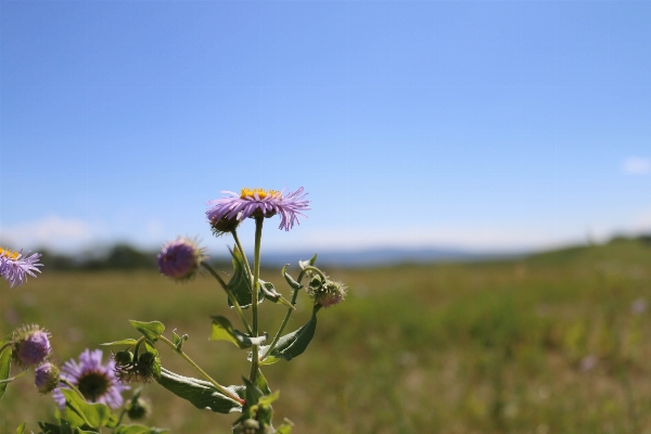 Landscape nature grass outdoor Photo