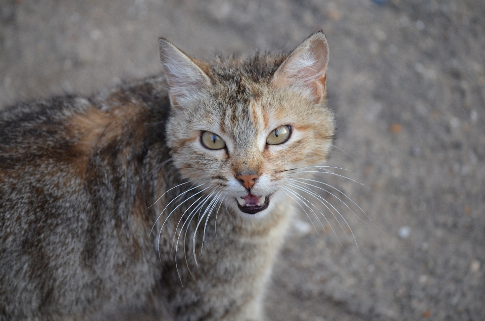 Tier niedlich tierwelt wild