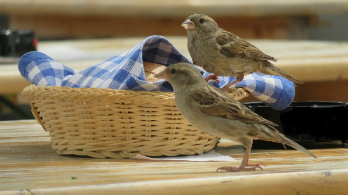 Foto Jam tangan meja alam burung