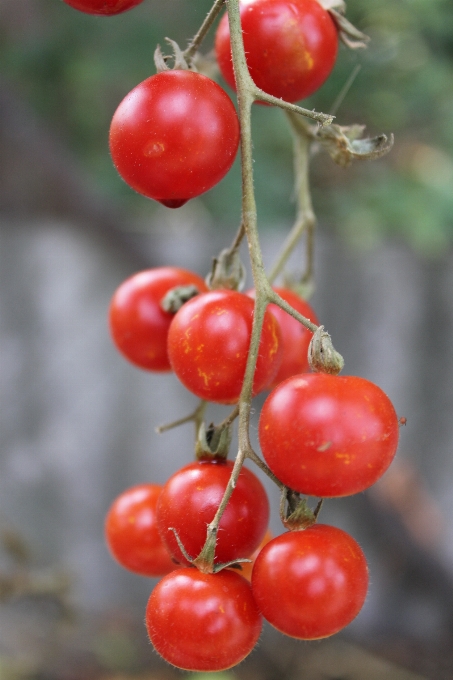 Plant fruit berry flower