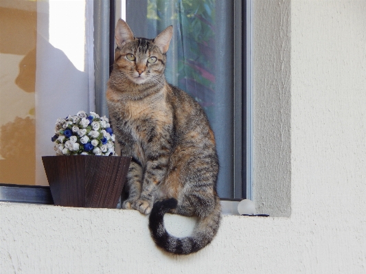 Window animal pet kitten Photo